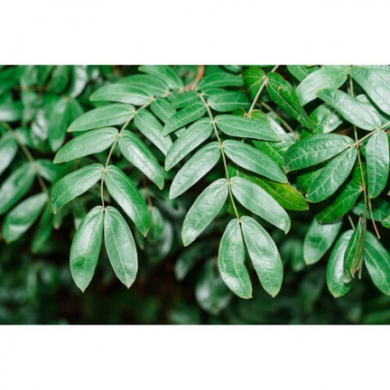 VILTROX Vintage Z1 Retro On-Camera Flash